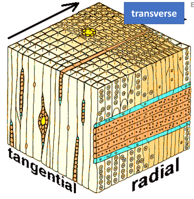 <p>In reference to the image, in which sections are resin ducts highly prominent?</p>