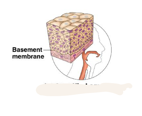 <p>thick membrane protects underlying tissues in areas subjected to abrasion</p>