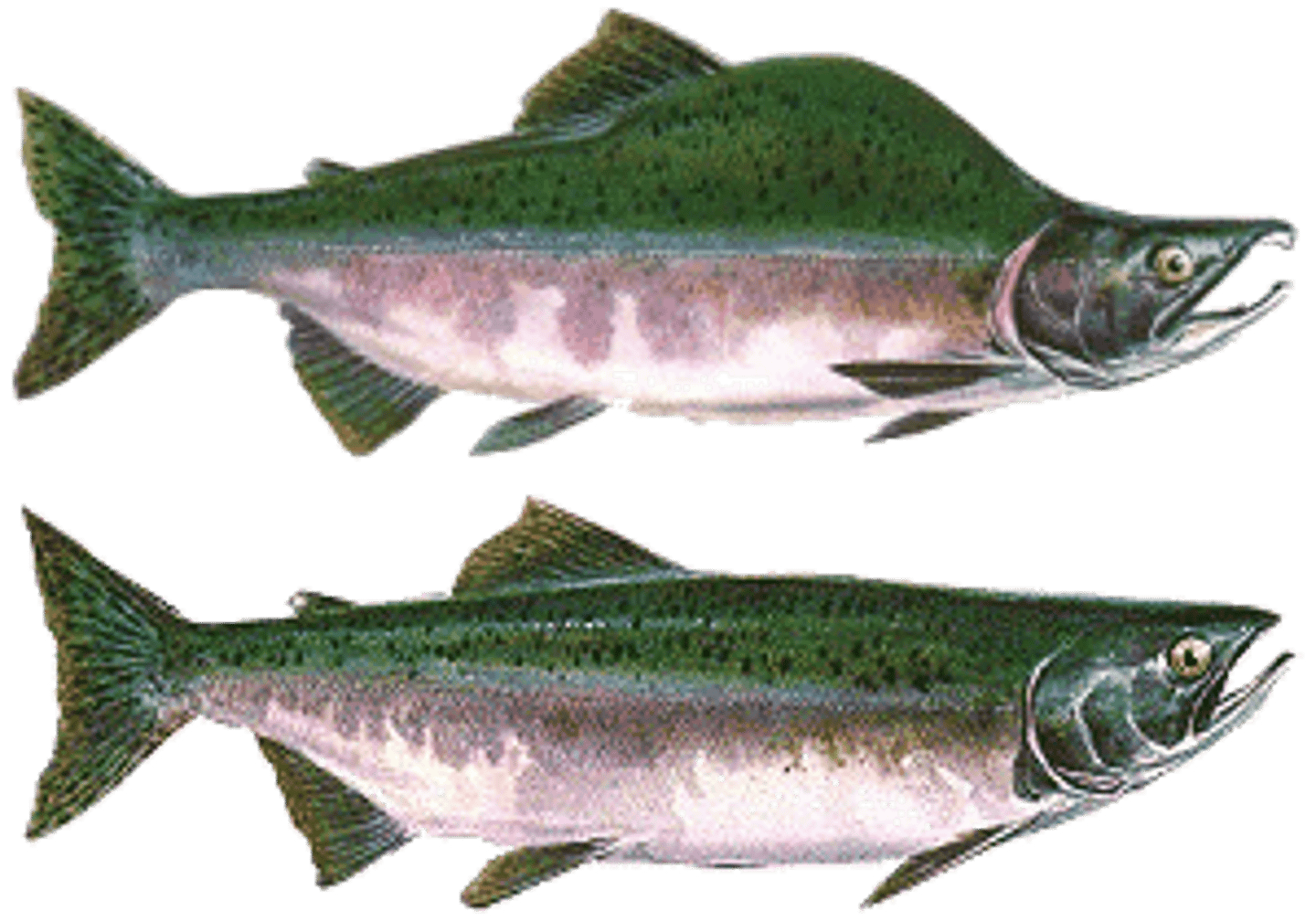 <p>Pink Salmon</p><p>-Dorsal hump in males</p><p>-keel</p><p>-large oblong spots</p>