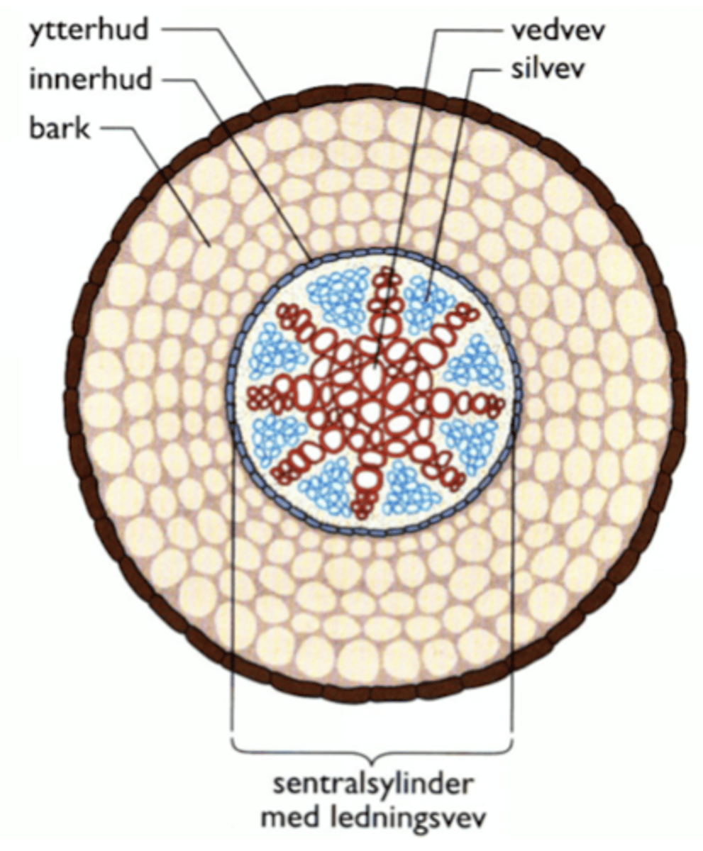 <p>1. Ytterhud</p><p>2. Bark</p><p>3. Innerhud (casparyske bånd)</p><p>4. Sentralsylinder (med ledningsvev)</p>