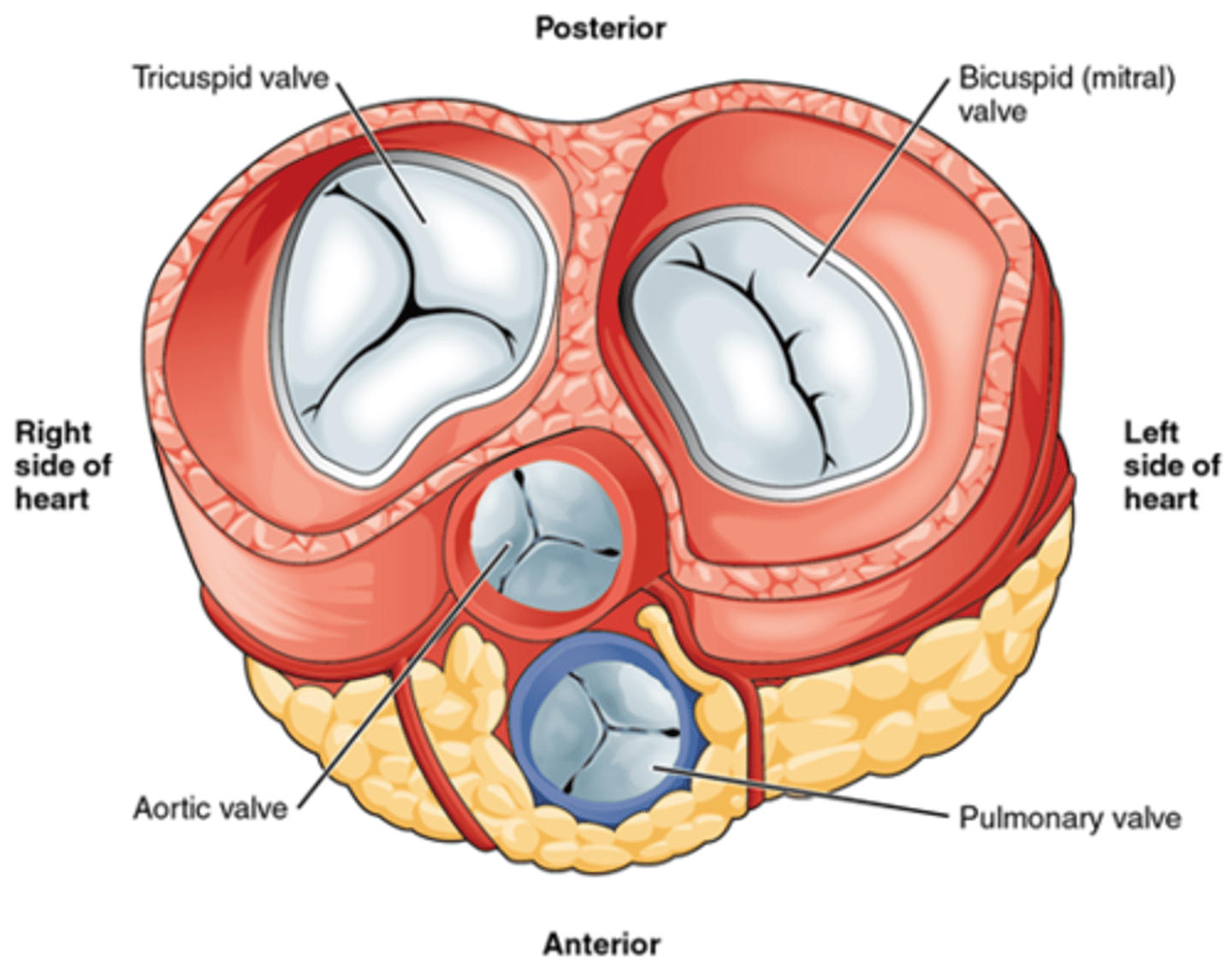<p>The leaflets of the valves are what type of tissue? What are they covered with? </p>