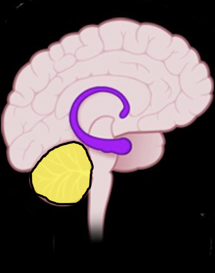 <ul><li><p>Aversion </p></li><li><p>Limbic Activity and Cerebellar Activity </p></li><li><p>Prolonged Dev Period</p><ul><li><p>Vulnerable to Env Stress</p></li></ul></li></ul><p></p>