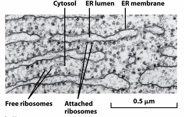 <ul><li><p>ER associated ribosomes are on cytosolic side of the ER membrane</p></li><li><p>At any given time, there will be free and ER-associated ribosomes&nbsp;</p></li><li><p>Both are translationally active and come from the same common pool of ribosomes&nbsp;</p></li><li><p>They just cycle on and off the ER membrane&nbsp;</p></li></ul><p></p>