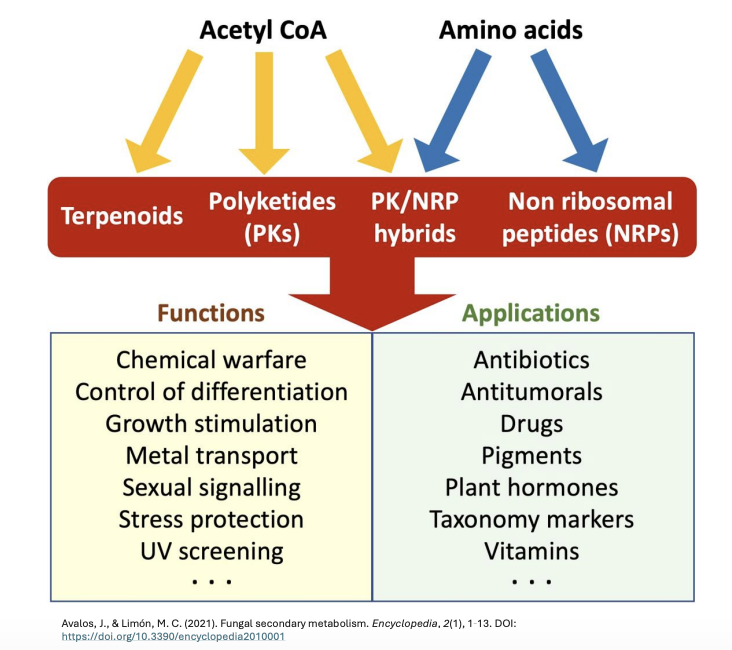 <p><strong><em><u>ecng</u></em></strong></p><ul><li><p>Produced at the<strong> end of exponential growth</strong> or when growth is substrate-limited</p><ul><li><p><em>bc they’re using up already all their materials or exploring other pathways that are less efficient</em></p></li></ul></li><li><p>Produced from <strong>common metabolic intermediates</strong> but by specific enzyme pathways encoded by specific genes</p><ul><li><p>A + B → C - - - &gt; E (enzymatically created from D)</p></li></ul></li><li><p><strong>Not essential </strong>for normal growth/metabolism</p></li><li><p>Production is<strong> genus-, species-, strain-specific</strong></p></li></ul><p></p>