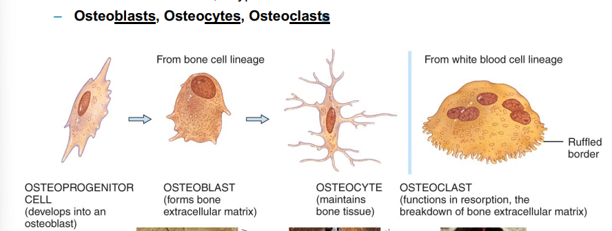 <p>Osteoblast- forms bone ECM</p><p>Osteocytes- maintains bone tissue</p><p>osteoclast- Breaks down bone</p>