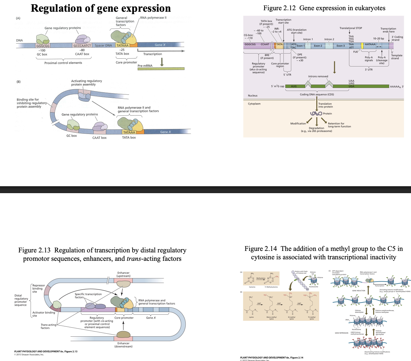 <p>Regulation of transcription by distal regulatory promotor sequences, enhancers, and trans-acting factors</p>