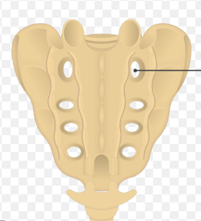 <p>Sacrum Location: (Singular)</p>