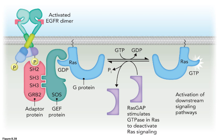 <p>Ligand bound, receptor dimerized, phosphorylated</p>