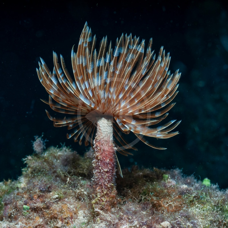 <p>Annelids: Feather-duster Worm</p><p>(Looks like brown/grey worm body with red/orange huge feather duster head!)</p>