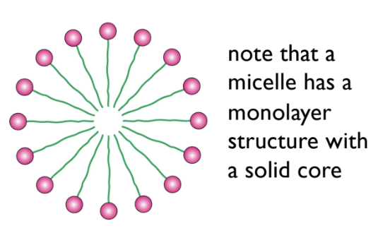 Micelles are molecular aggregates with both hydrophilic and hydrophobic components. Typically shown in circular form. Micelles are useful for the transport of lipids and fat soluble vitamins