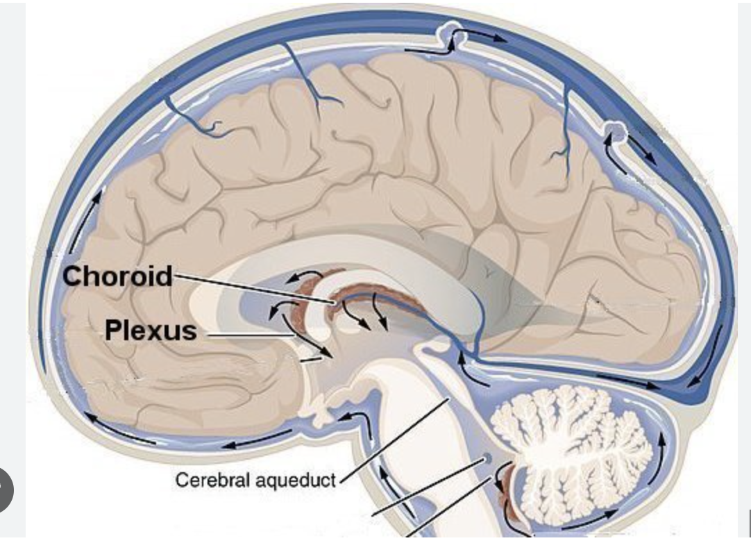 <p>The choroid plexus is a complex network of capillaries lined by specialized cells and has various functions. One of the primary functions is to produce cerebrospinal fluid (CSF) via the ependymal cells that line the ventricles of the brain.</p>