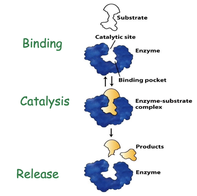 <ul><li><p class="">Enzymes show:<br>▸ <strong>High specificity</strong>: Only bind correct substrate<br>▸ <strong>High affinity</strong>: Tight binding improves catalysis</p></li><li><p class="">Functional regions of the active site:<br>▸ <strong>Binding site/pocket - </strong>determines specificity<br>▸ <strong>Catalytic site - </strong>promotes reaction</p></li></ul><p></p>