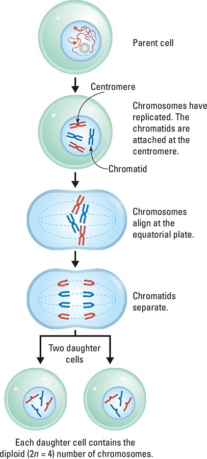 <p>Start with a parent cell, which divide into two new daughter cells with the same number of chromosomes as the parent cell.</p><p>split, same</p><ul><li><p>mitosis happens in <strong>all body cells</strong> for <strong>growth and repair</strong></p></li></ul><p></p>