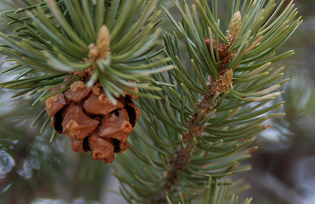 <p>What is this plant’s scientific name?</p>