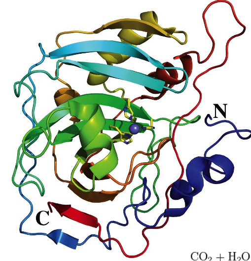 <p>3D arrangement of all the parts in a protein; an assembly of distinct secondary structures</p>