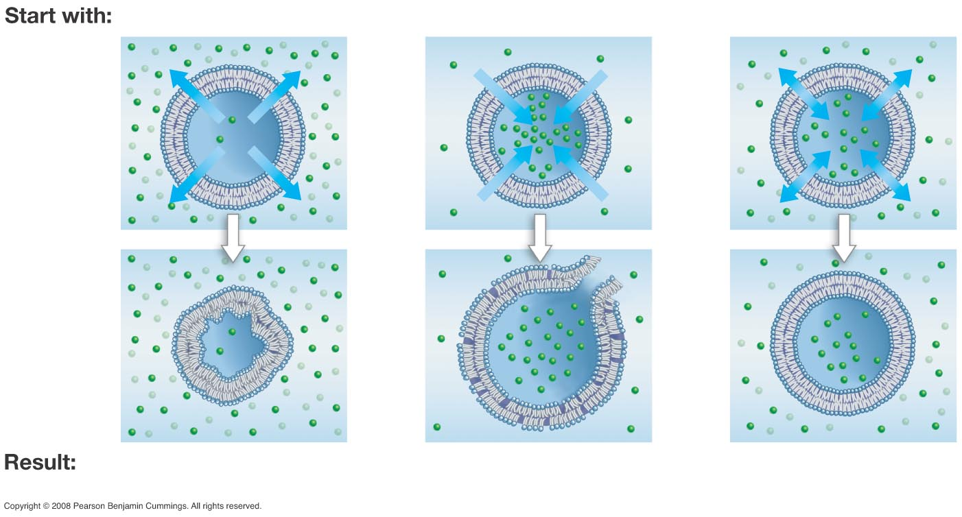 <p>What is Osmosis? What is hypo- hyper- and isotonic solutions?</p>
