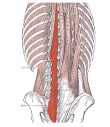 <p>Extends vertebral column bilaterally; rotates it unilaterally.</p>