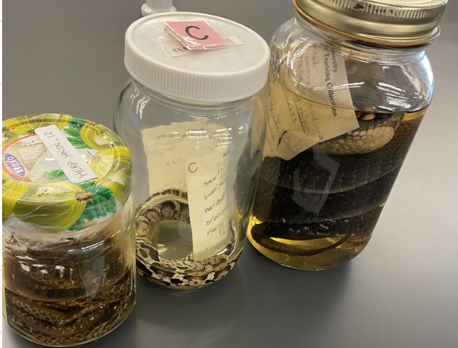 <p>Heterodon platirhinos</p><p>Eastern Hog-nosed Snake</p><p>Threatened</p><p>Family Colubridae</p><p>Colour and pattern are variable in this species</p><p>Large dark blotches along the back altering with smaller blotches along the sides</p><p>Background colour can be grey, green, yellow, orange, or black</p><p>Some adults have a solid dorsal colour of brown, olive, grey, or black</p><p>Belly can be cream or yellow with diffused with grey moltting</p><p>The snout is upright and looks like a triangle head</p><p>Heavy bodied snake with a short tail</p><p>Eats primarily toads</p><p>Master of fakery</p><p>If threatened will fire neck similar to of a cobra, vibrate its tip of its tail, release a foul-smelling liquid from its cloaca, assume a defensive strike position, gape its mouth, hiss loudly, strike with a closed mouth, and fake death in dramatic writhing form</p><p>Scales are weakly keeled</p><p>DIFFERENT HEAD</p>