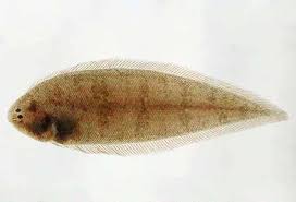 <p>left eyed, small fins</p>