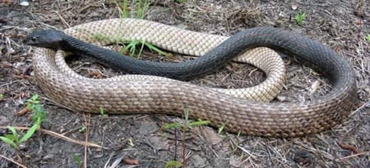 <p>121-238cm </p><p><strong>Dark brown to black on the anterior 1/3rd of body</strong></p><p><strong>Grading to pale brown or tan on the remainder of body</strong></p><p>Scale pattern on posterior body resembles a whip</p><p>Long, slender, fast moving snake</p><p>Coastal planes NC and sandhills SC</p>