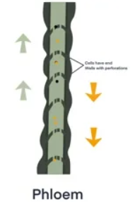 <p>state 2 <strong><em>adaptations</em></strong><em> and their </em><strong><em>functions</em></strong> of a <u>phloem cell</u></p>