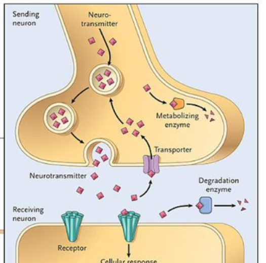 <p>1)Usually synthesized in presynaptic neuron</p><p>2)Localized to vesicles</p><p>3)Impulse</p><p>4)Fusion of vesicle with presynaptic neuronal membrane</p><p>5)Release of neurotransmitter into synaptic cleft</p><p>6)Interaction of messenger with post synaptic membrane receptors</p><p>7)Receptor-messenger engagement elicits biological response</p><p>8)Removal of NT from cleft</p>