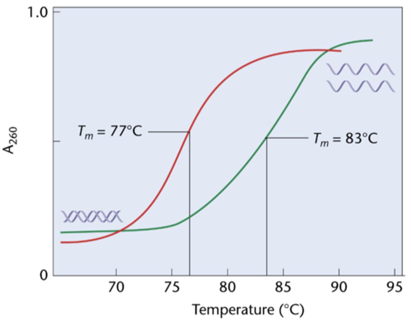 <p>decreases and absorption of UV light increases (hyperchromic shift)</p>