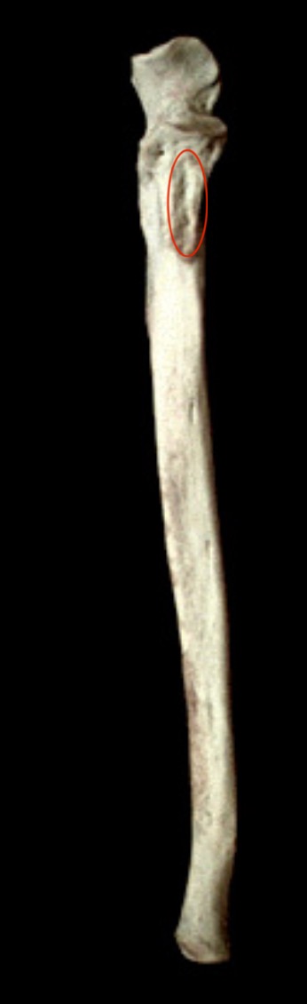 <p>What structure is this?</p>