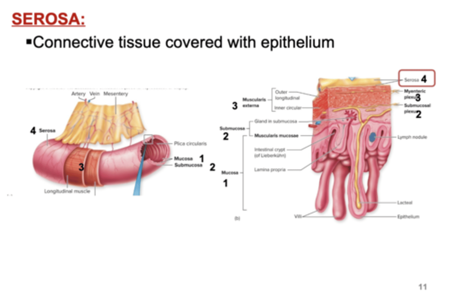 <p>4. Serosa:</p><p>- Connective tissue covered with epithelium </p>