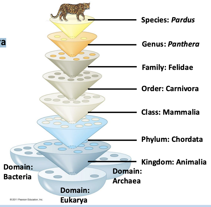 <ul><li><p>• Related Species are grouped into Genera&nbsp;</p></li><li><p> Genera group into Families&nbsp;</p></li><li><p> Families group into Orders </p></li><li><p>Orders group into Classes </p></li><li><p>Classes into Phyla </p></li><li><p>Phyla into Kingdoms&nbsp;</p></li><li><p> and Kingdoms into Domains</p></li></ul><p></p>
