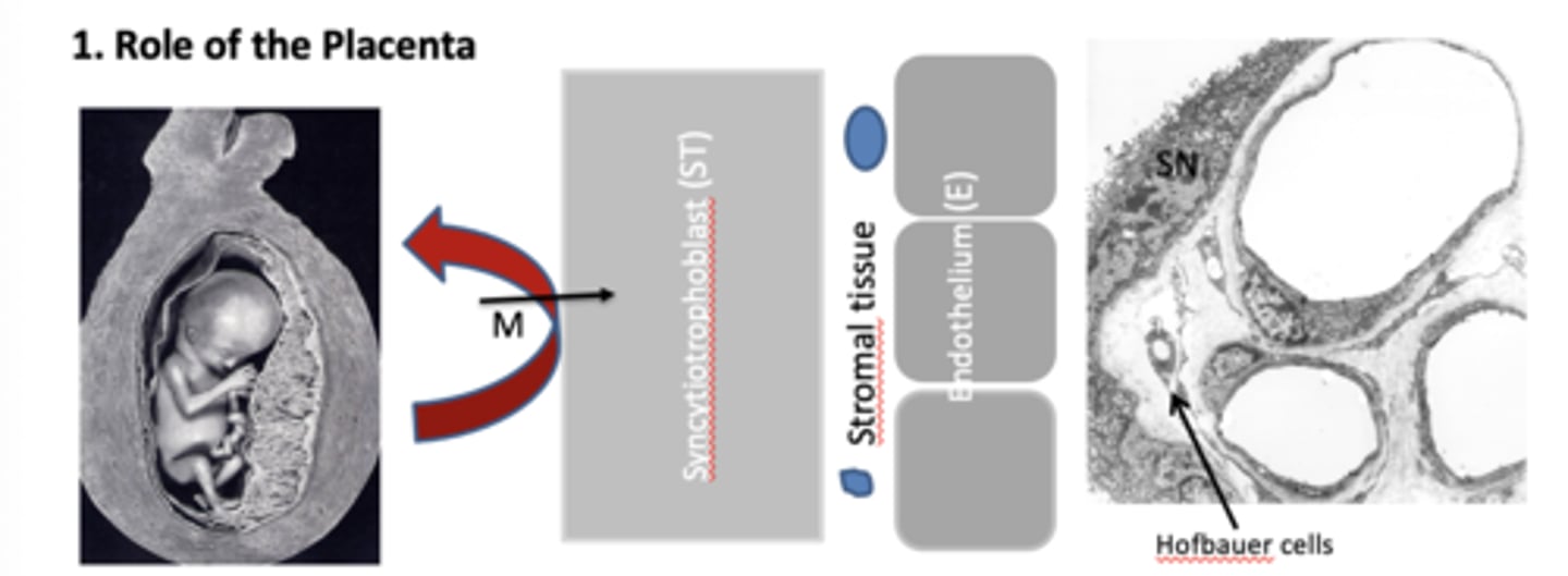 <p>1. Placenta has no histocompatibility antigens (HMCs).</p><p>2. Foetus hides behind placenta physically</p><p>3. Maternal immune cells can't cross to foetus without going through the cytoplasm</p><p>4. If transcytosis does occur, Hofbauer cells will phagocytose maternal immune cells.</p>