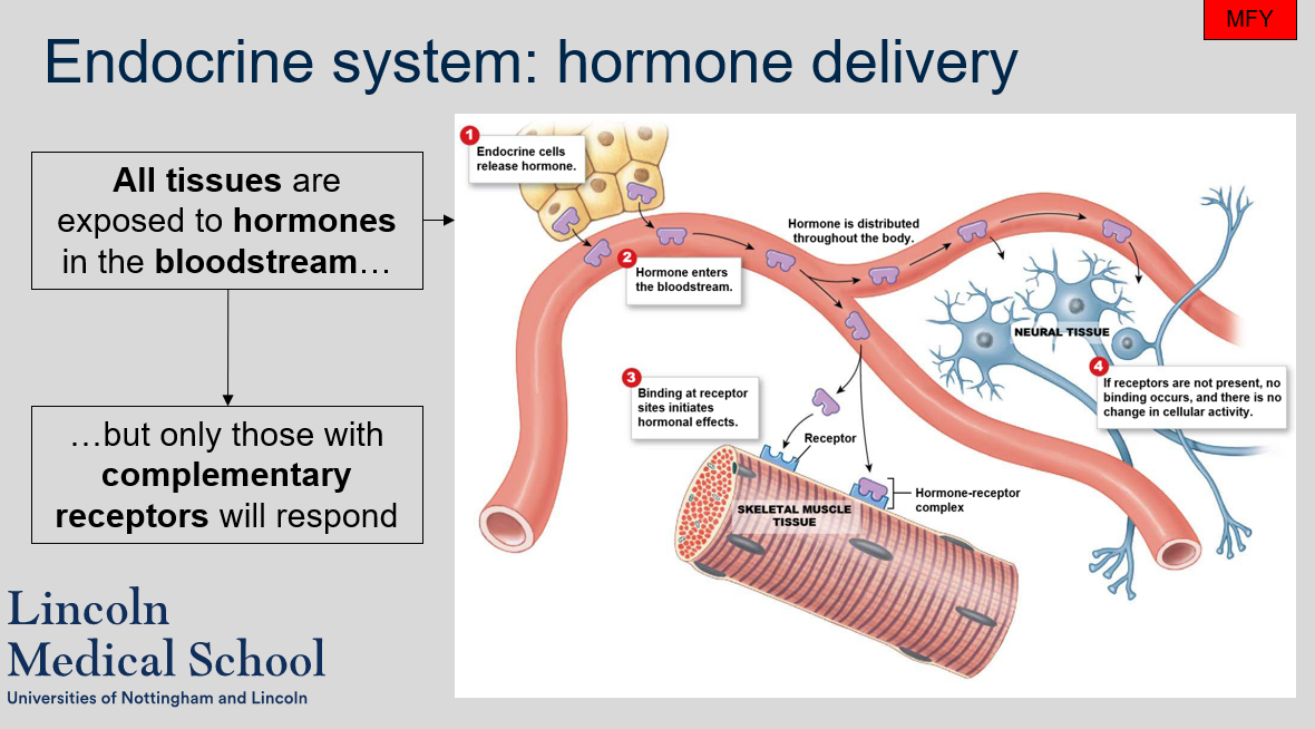 Yes, all tissues are exposed to hormones in the bloodstream. 