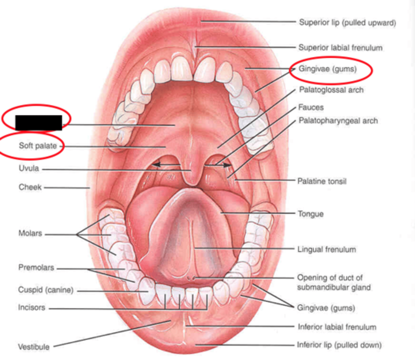 knowt flashcard image