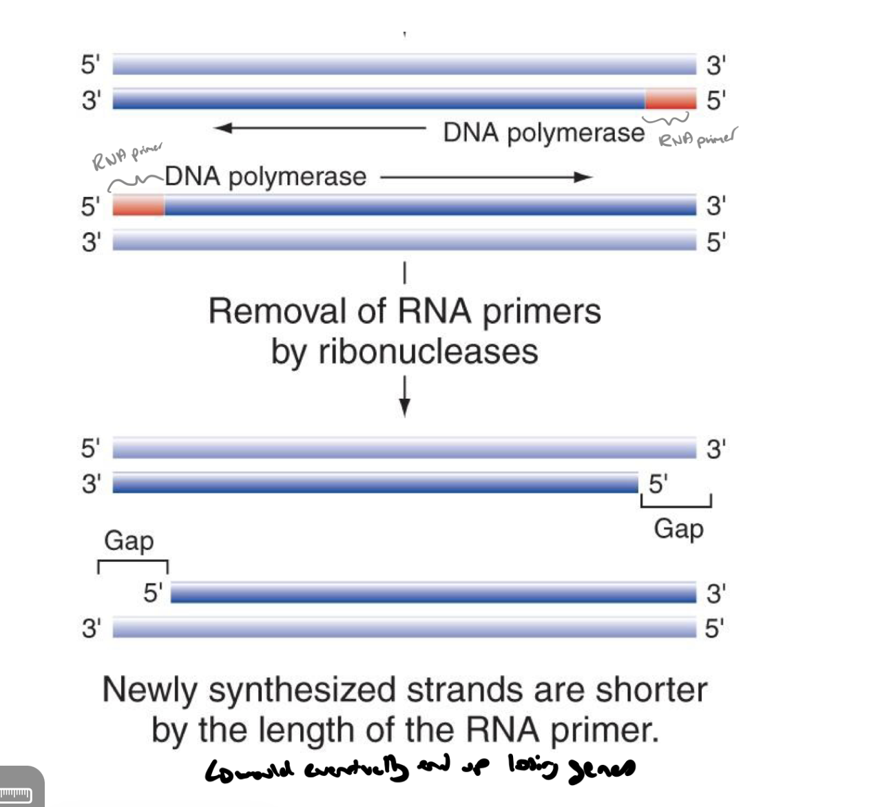 <p>the removal of rna primers by ribonucleases results in newly synthesized dna strands being shorter (by the length of the rna primer → would eventually result in losing genes)</p><p></p><p>called the end-replication problem</p>