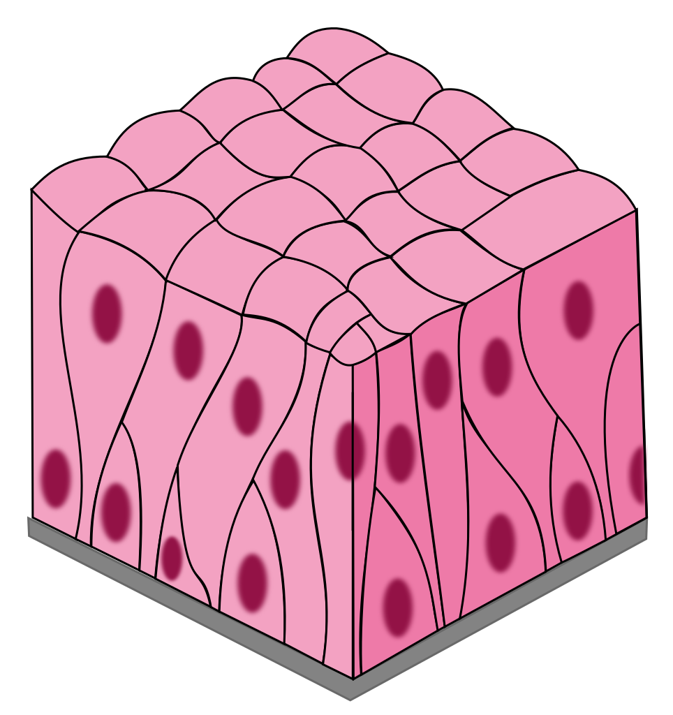 <ul><li><p>1 layer of tall, narrow cells appears stratified but isn’t</p></li><li><p>secretes mucus and propel debris out of respiratory tract (cilia)</p></li><li><p>nasal cavity and trachea</p></li></ul><p></p>