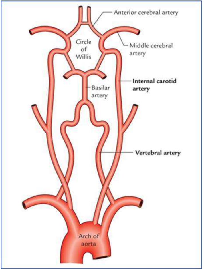 <p>De l’artère brachio-céphalique</p>