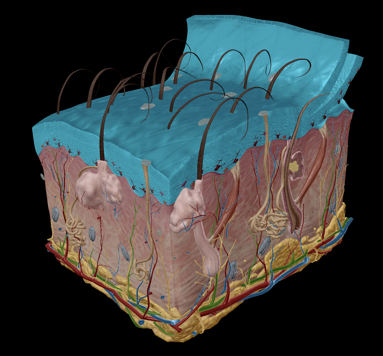 Epidermis