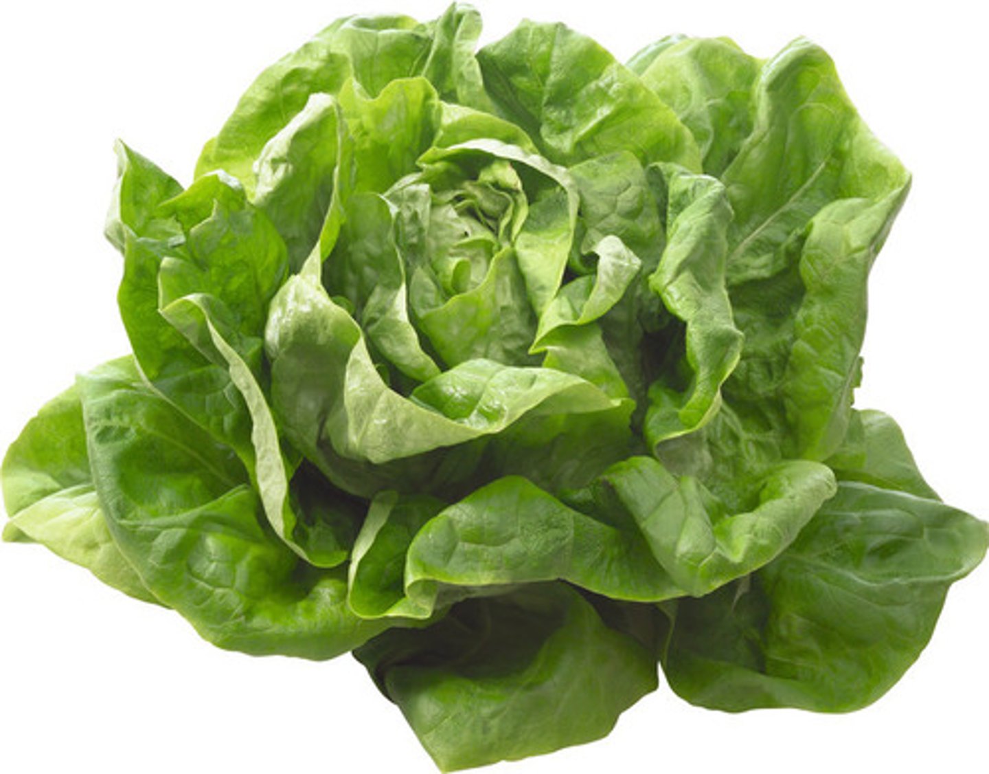 <p>lettuce</p>