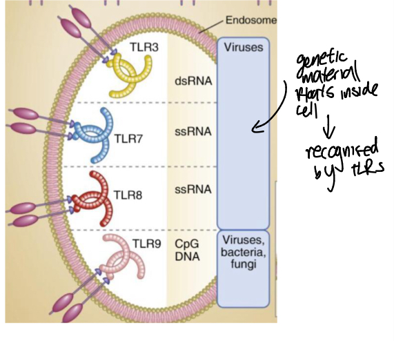 <p><strong>Via TLR9.</strong></p><p><strong>*CpG DNA is where Cytosines are connected to guanines by a phosphate bond,</strong> not common in vertebrate DNA</p>