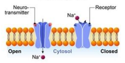 <p>what ion channel is this </p>