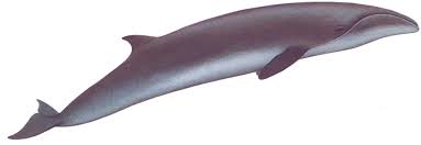 <p>Pygmy right whale, <em>Caperea marginata</em></p>