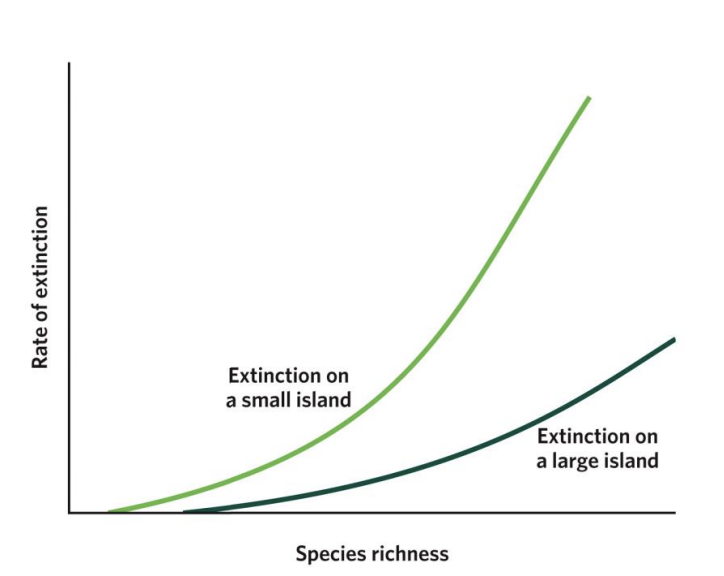 <p>As species richness increases, extinction rates also increase, but these increases are different for large islands and small islands. On all islands, having more species leads to more competition, which increases extinction rates. On small islands, low resources, small population abundance, and fewer habitat types cause extinction to start at lower species richness (notice where each curve starts on the x-axis) and increase faster than on large islands (notice that the curve for small islands sits above the curve for large islands).</p>