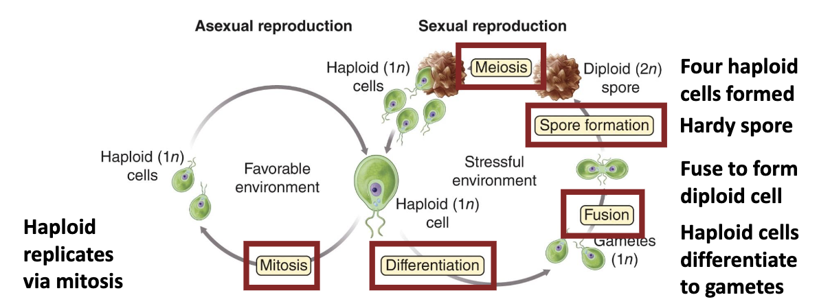 <ul><li><p><em>Chlamydomonas</em> maintains a <strong><em>motile haploid state.</em></strong></p></li><li><p>When conditions become bad, <strong>haploid</strong> cells differentiate and fuse into a <strong>diploid</strong> <strong><em>form</em></strong>, generating a <strong><em>hardier spore form.</em></strong></p></li></ul><p></p>