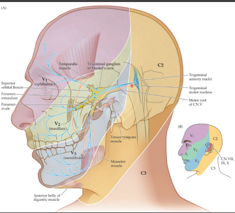 <p><strong>CN V: Trigeminal Nerve</strong></p><p>-Chiefly _______ nerve for face with three divisions </p><p>-Also supplies ______ innervation to the masseter and temporalis </p><p>-Assess with light touch, ______ dull discrimination in all three divisions bilaterally </p><p>-Most trigeminal __________/disorders have subjective symptoms only </p>