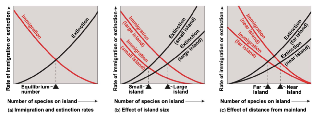 <p>species richness on islands depends on island size, distance from the mainland, immigration, and extinction</p>
