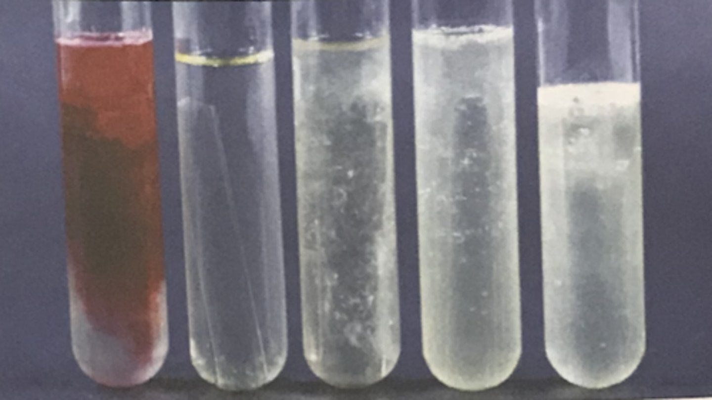 <p>NITRATE REDUCTION TEST</p><p>If nitrite is present after adding the reagents, ____ ____ will form in the medium.</p>