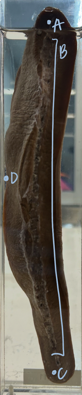 <p>C</p><p>(pig spleen, visceral surface)</p>