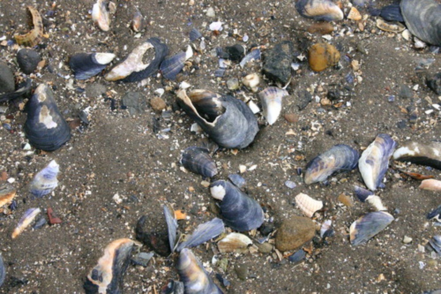 <p>/dɪˈtraɪ.t̬əs/ (n): Mảnh vụn, rác thải. [Syn: Debris, waste] [Collo: Organic detritus, industrial detritus] [Ex: The beach was covered in plastic detritus after the storm.]</p>