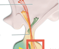 <p>lobe of the pituitary also called the neurohypophysis; consists of the pars nervosa</p>