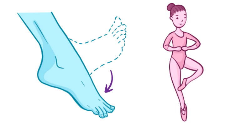 toes move toward ground, kyk kaki balet
